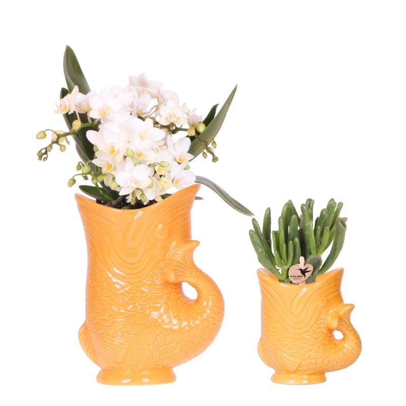 Planten duo Yona oranje