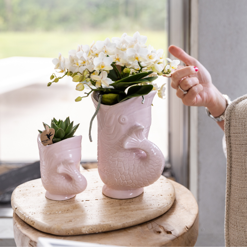 Planten duo Yona roze