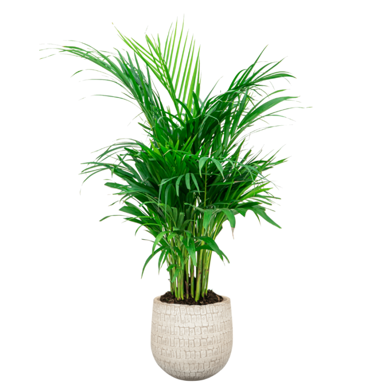 Areca in Renzo Sand