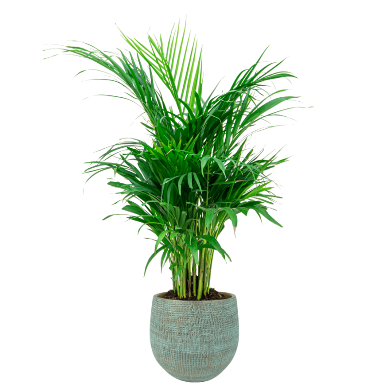 Areca in Ryan Shiny Blue