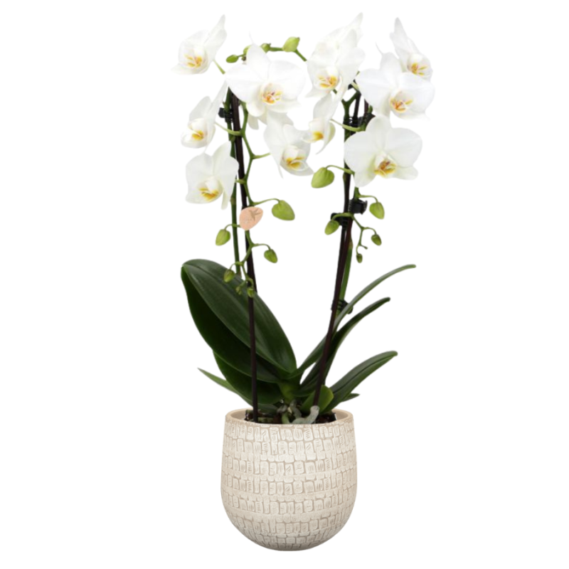 Orchidee Wit in Renzo Sand