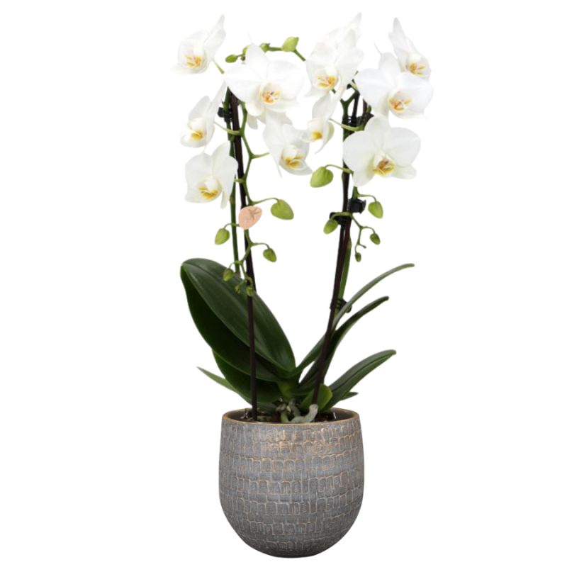Orchidee Wit in Renzo Shiny Grey