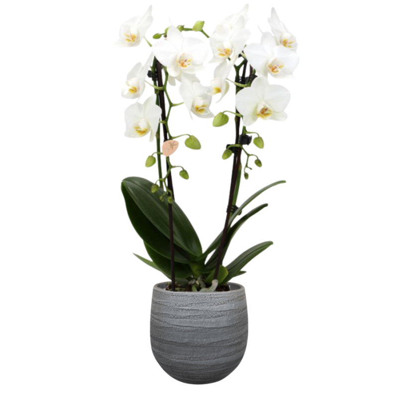 Orchidee Wit in Joyce Antraciet