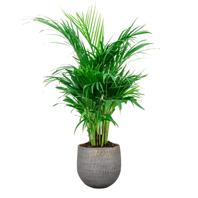 Areca in Renzo Shiny Grey