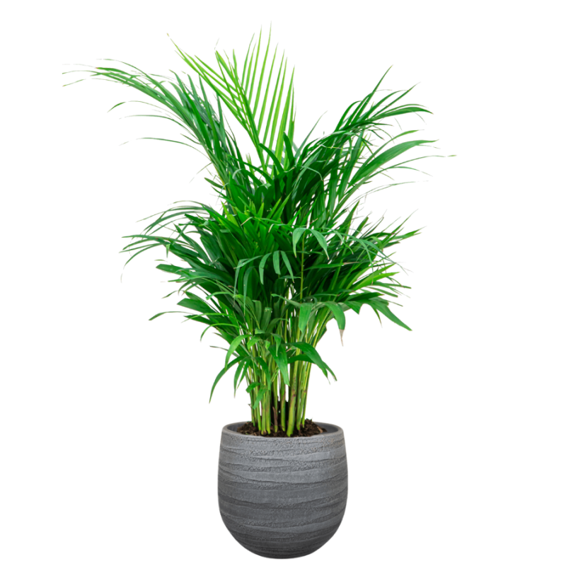 Areca in Joyce Antraciet