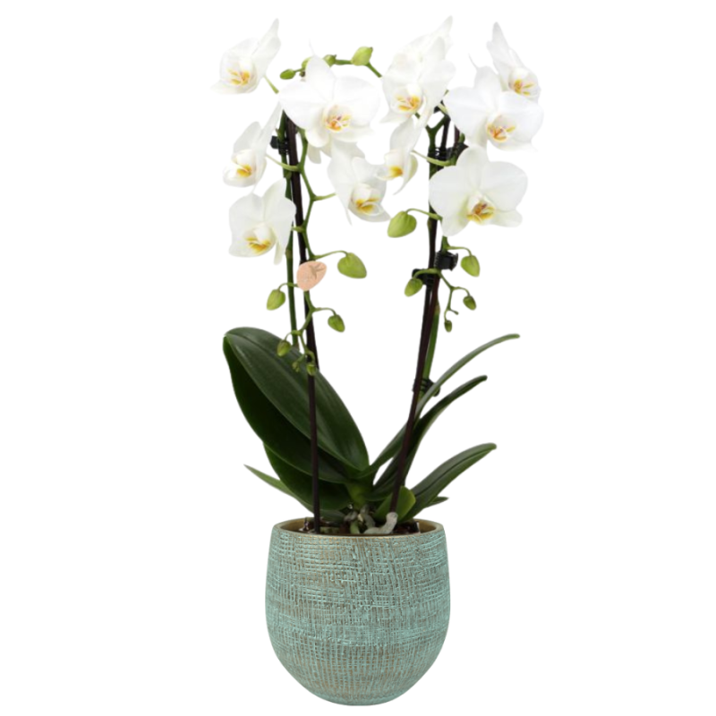 Orchidee Wit in Ryan Shiny Blue