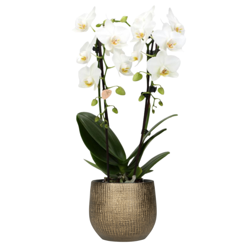 Orchidee Wit in Ryan Shiny Gold