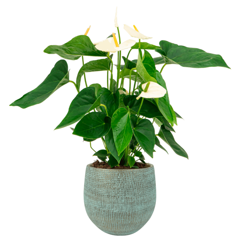 Anthurium Wit in Ryan Shiny Blue
