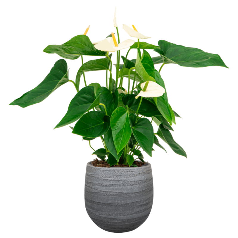 Anthurium Wit in Joyce Antraciet