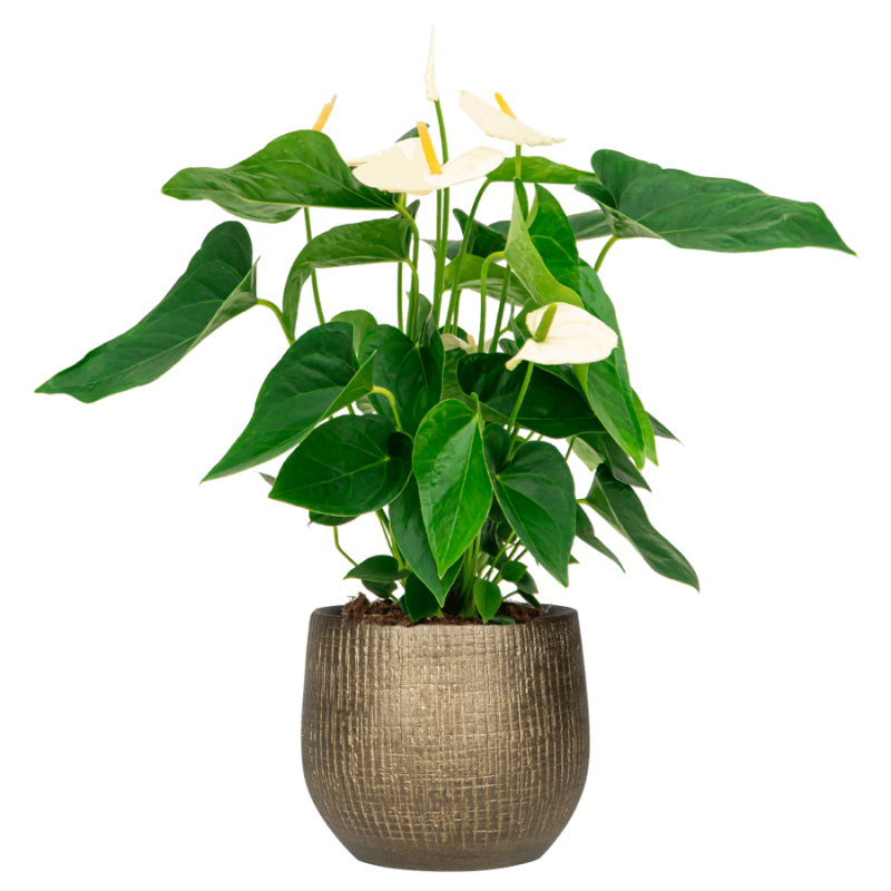 Anthurium Wit in Ryan Shiny Gold