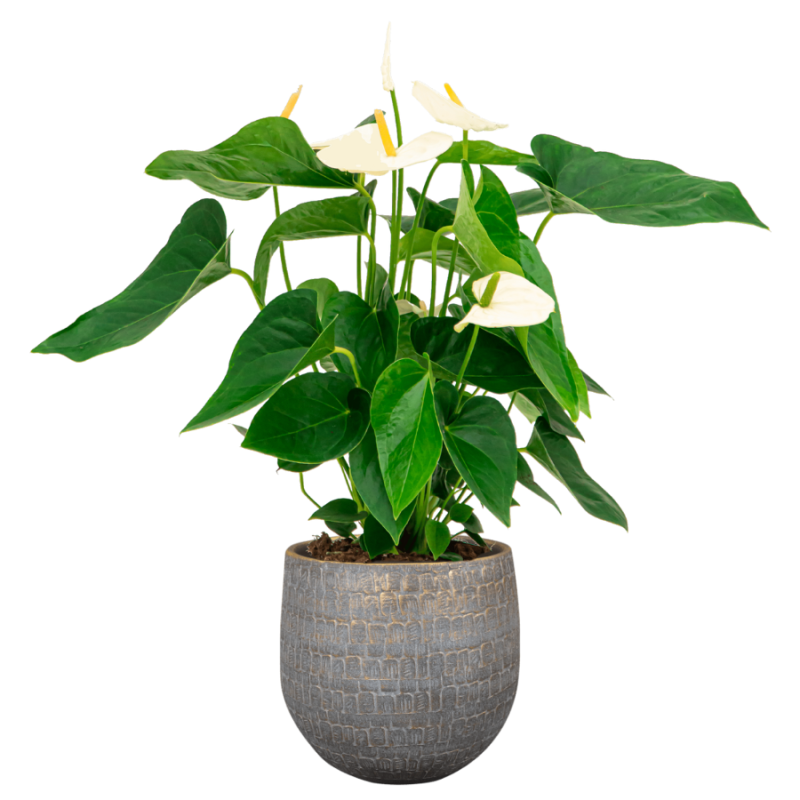 Anthurium Wit in Renzo Shiny Grey