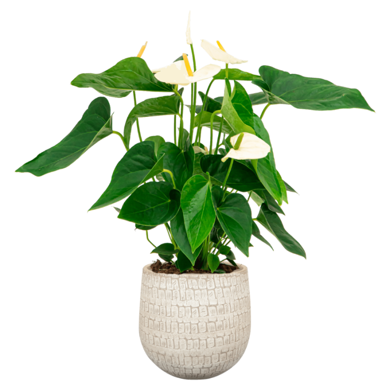 Anthurium Wit in Renzo Sand