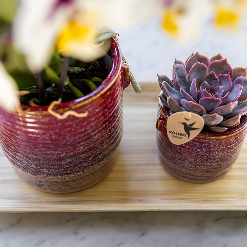 Plantenset Aura rood