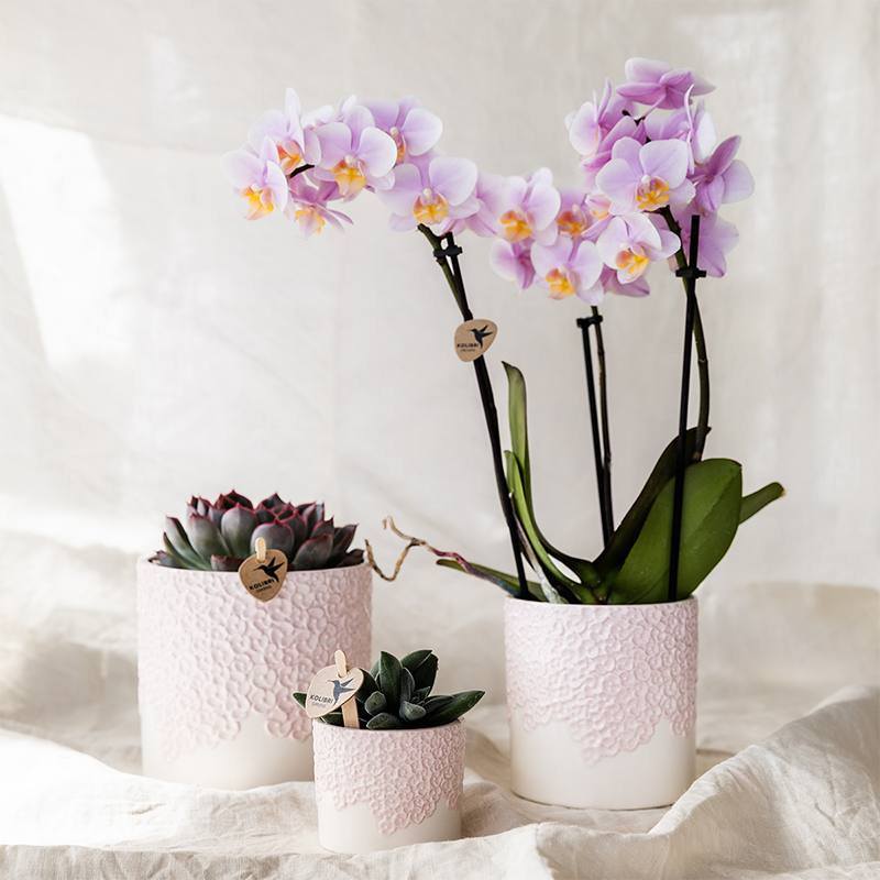 Plantenset Bloom roze