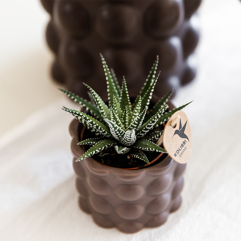 Plantenset Bubble bruin