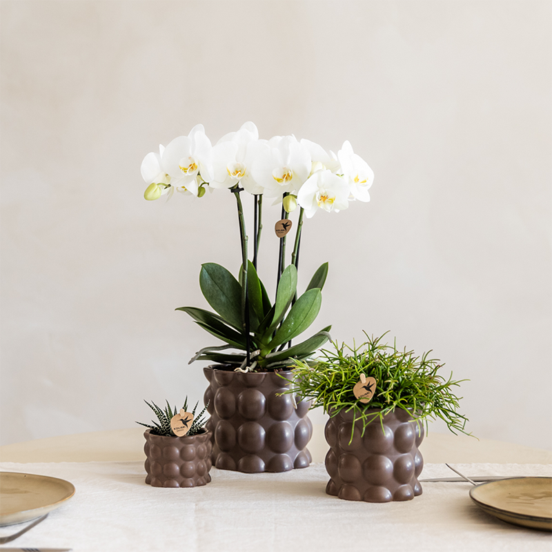 Plantenset Bubble bruin