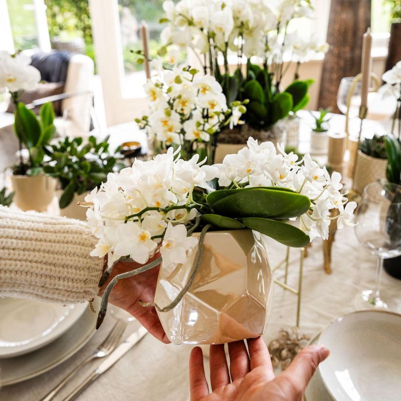 Plantenset Diner wit