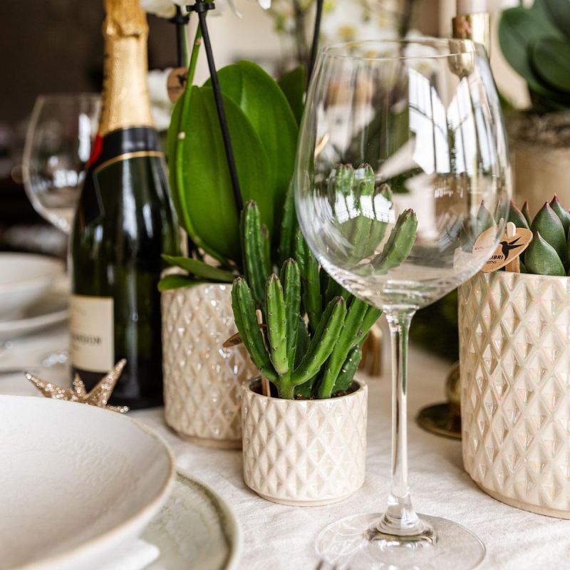 Plantenset Diner wit