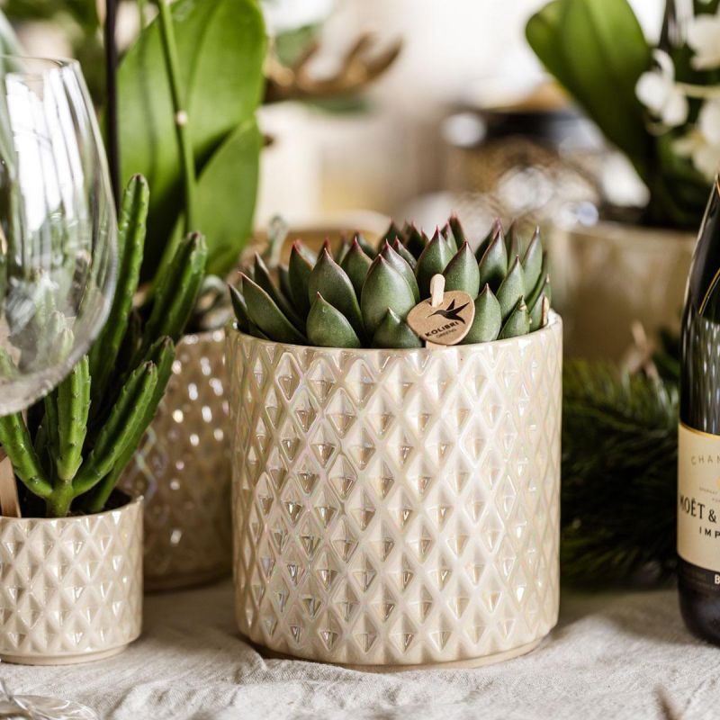 Plantenset Diner wit