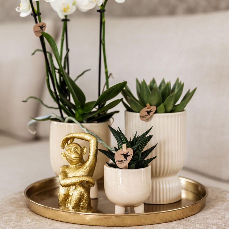Plantenset Luxueus