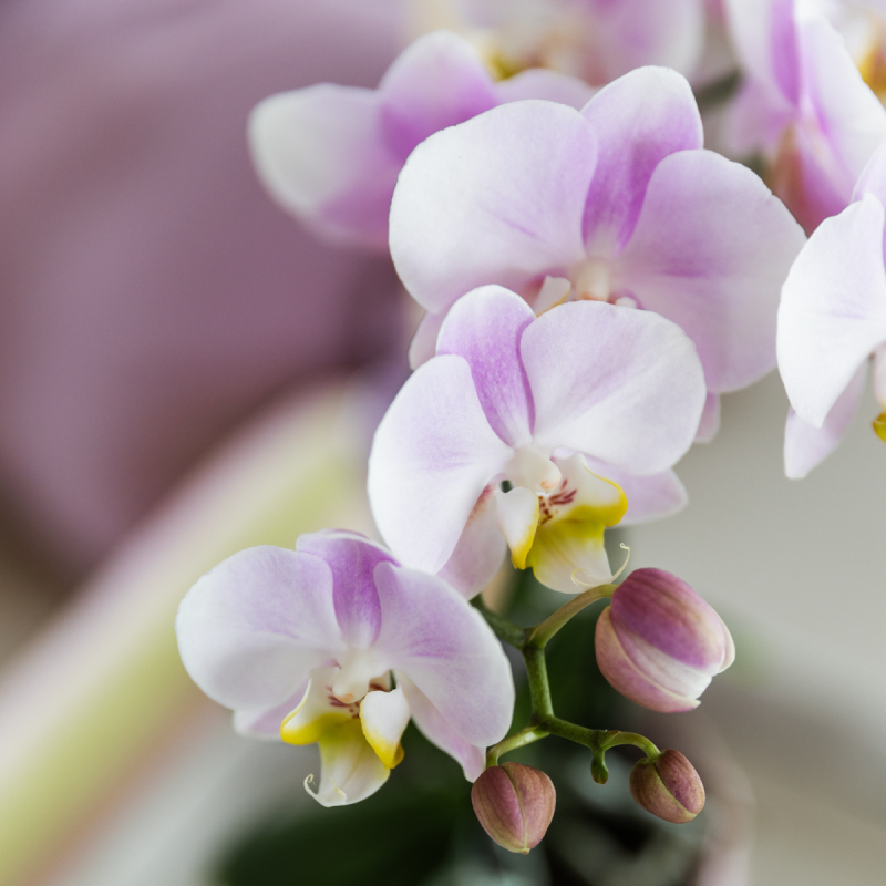 Plantenset Scandinavisch 
