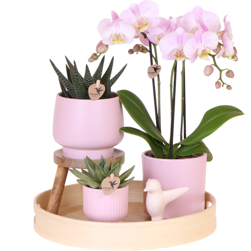 Plantenset Scandinavisch 