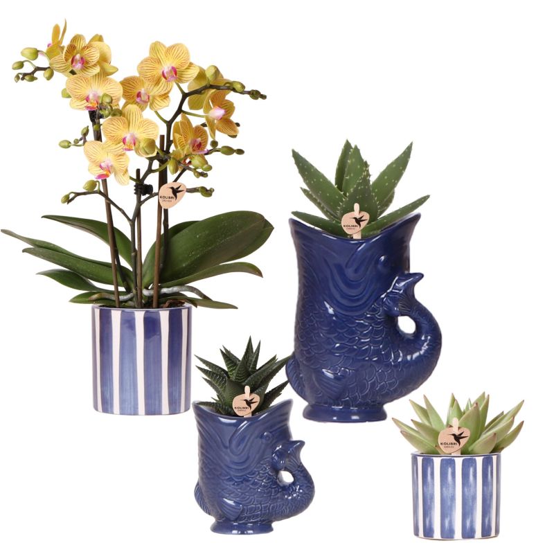 Plantenset Yona donkerblauw