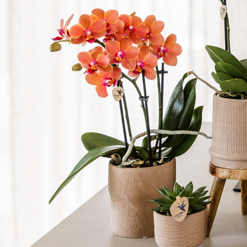 Plantenset Zeester beige