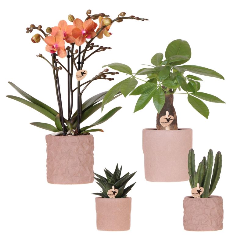 Plantenset Zeester beige