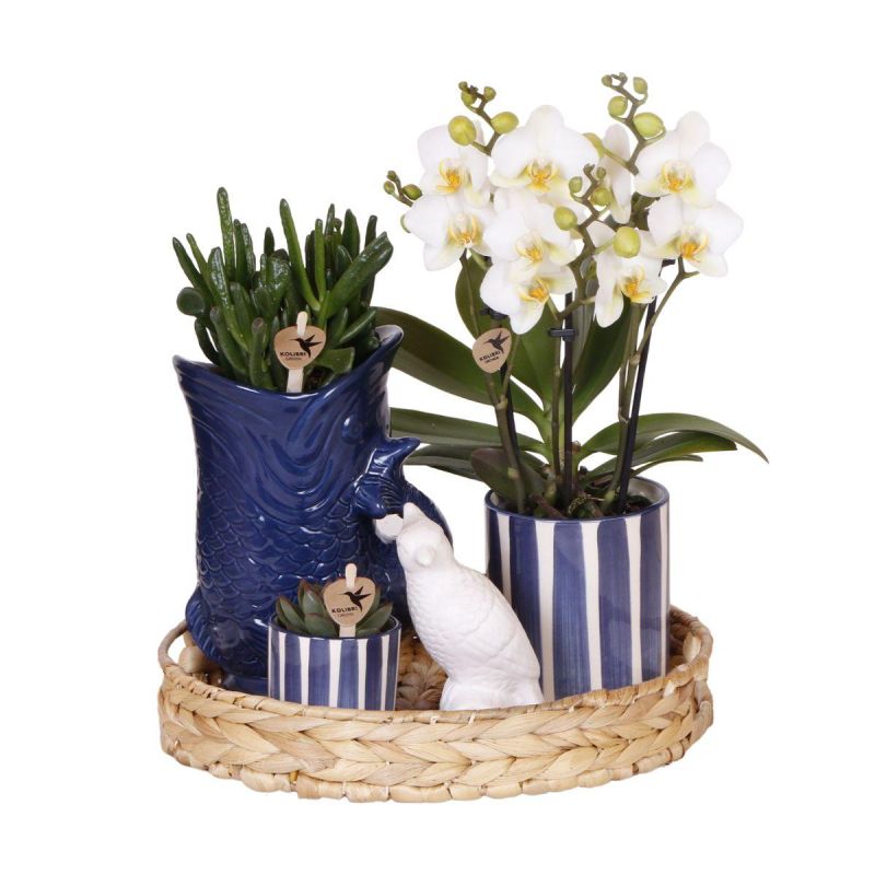 Plantenset Pirate blauw
