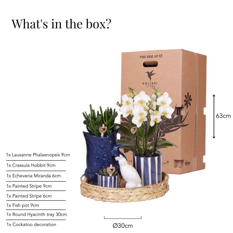 Plantenset Pirate blauw