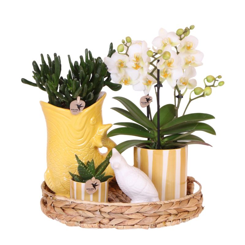 Plantenset Pirate geel