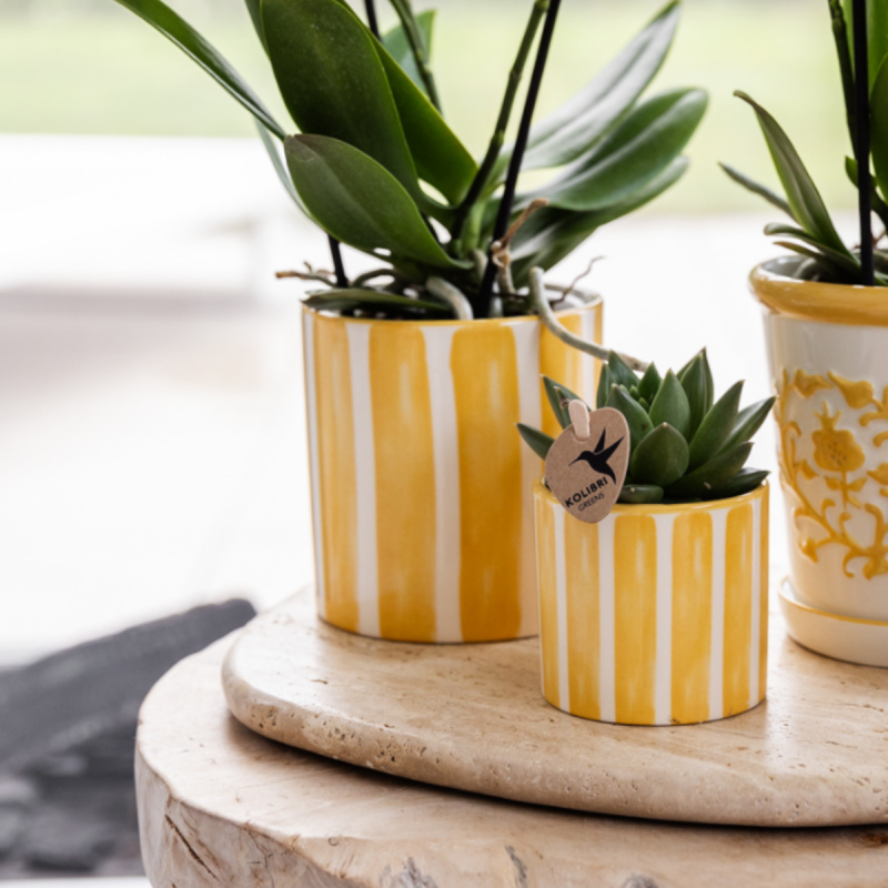 Plantenset Pirate geel