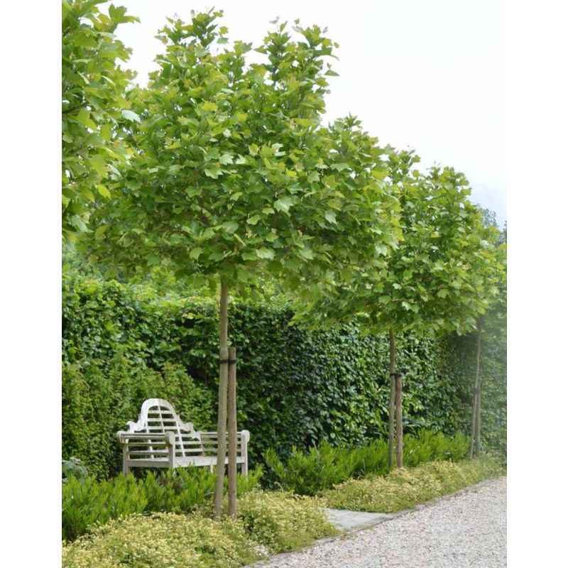 Platanus Alphen's Globe