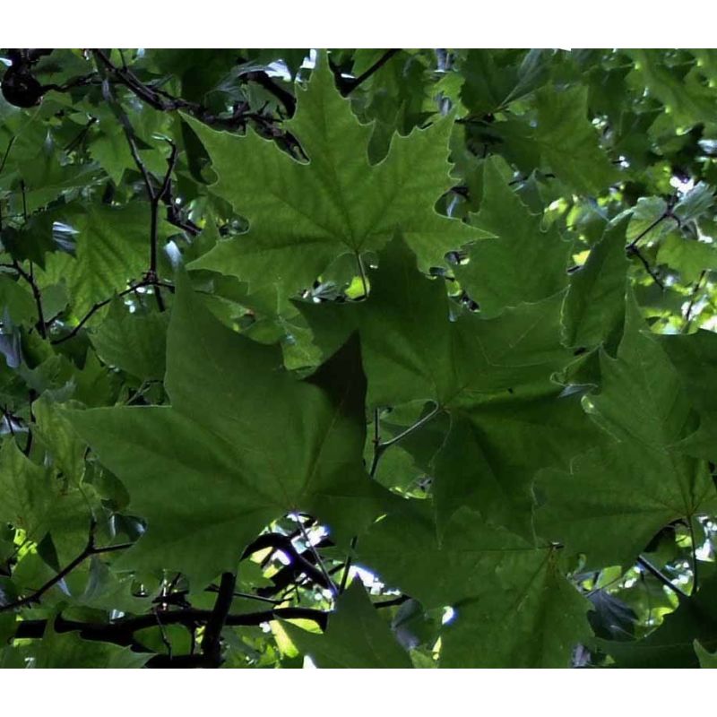 Platanus Hispanica - kruisdak