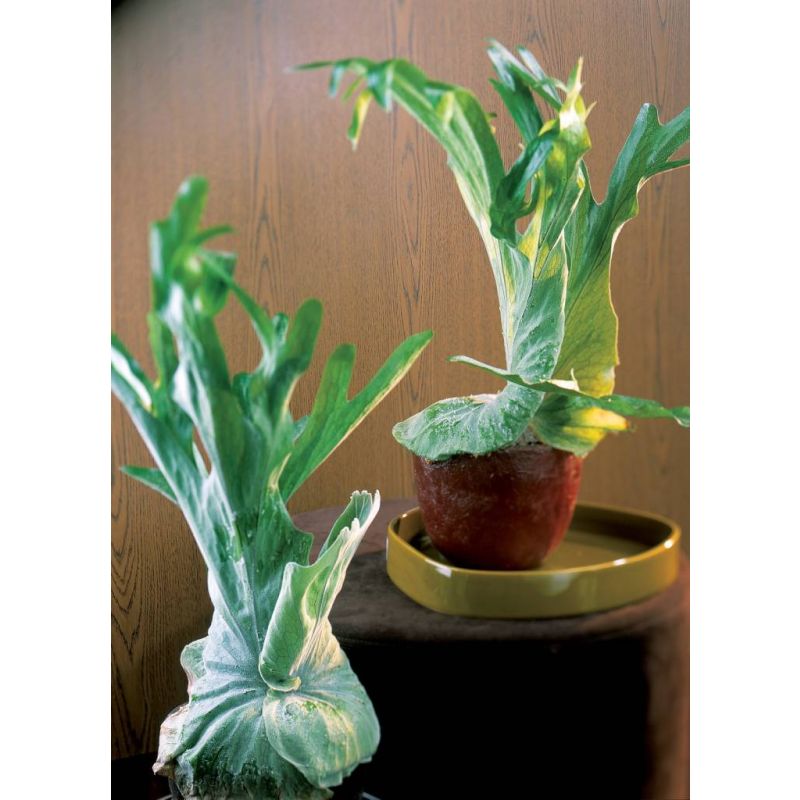 Platycerium bifurcatum