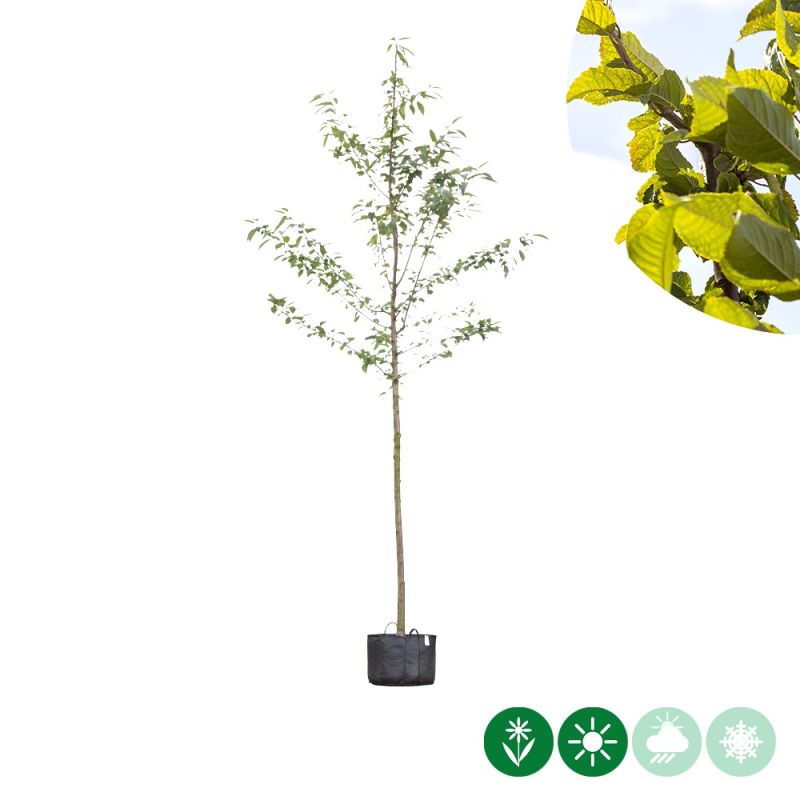 Prunus Plena