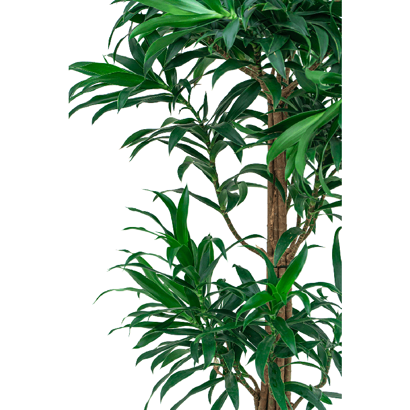 Pleomele Reflexa Song of Jamaica vertakt