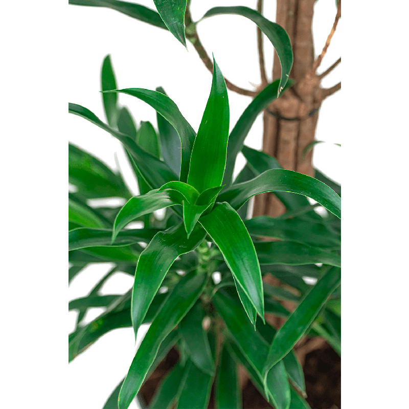 Pleomele Reflexa Song of Jamaica vertakt