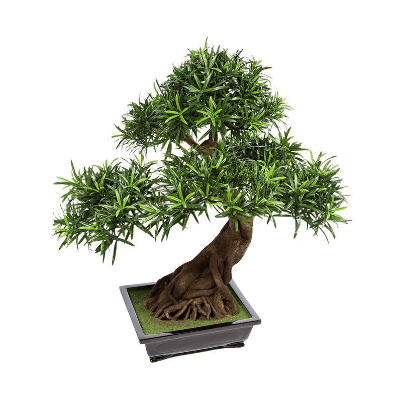 Podocarpus Bonsai - kunstplant