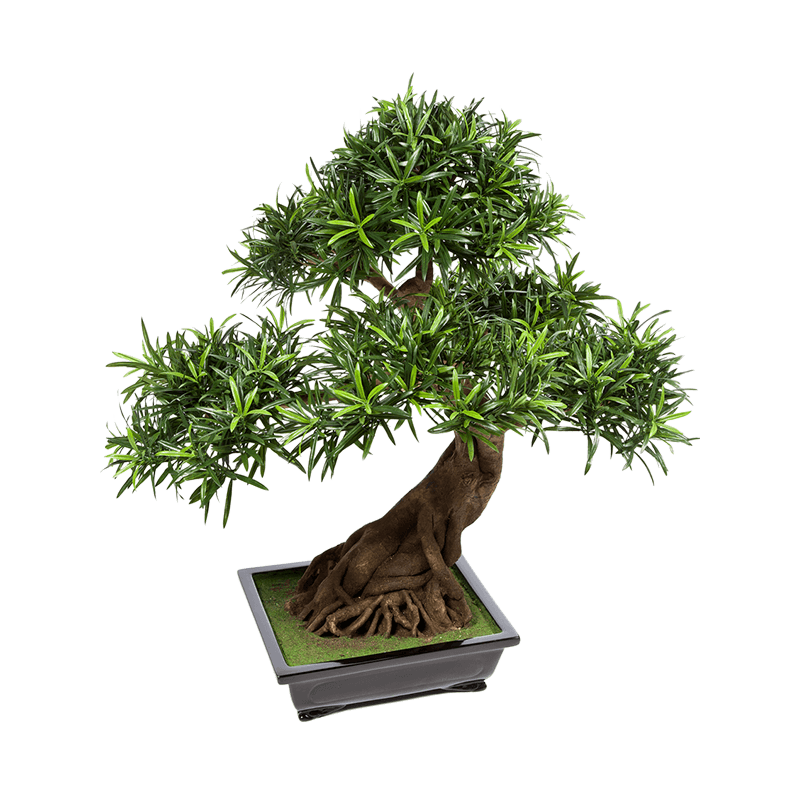 Podocarpus bonsai - kunstplant