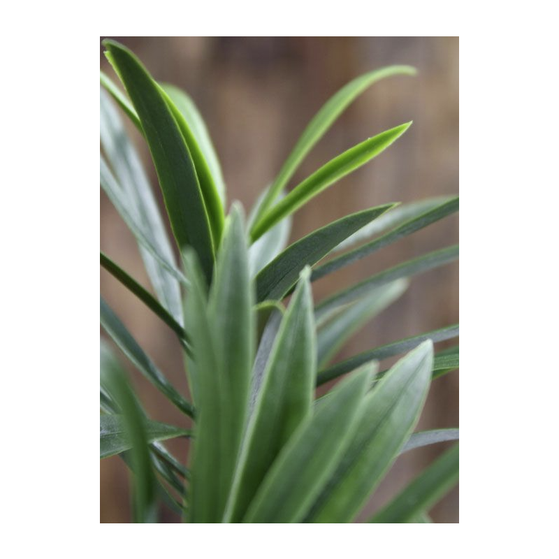 Podocarpus Spray - kunstplant