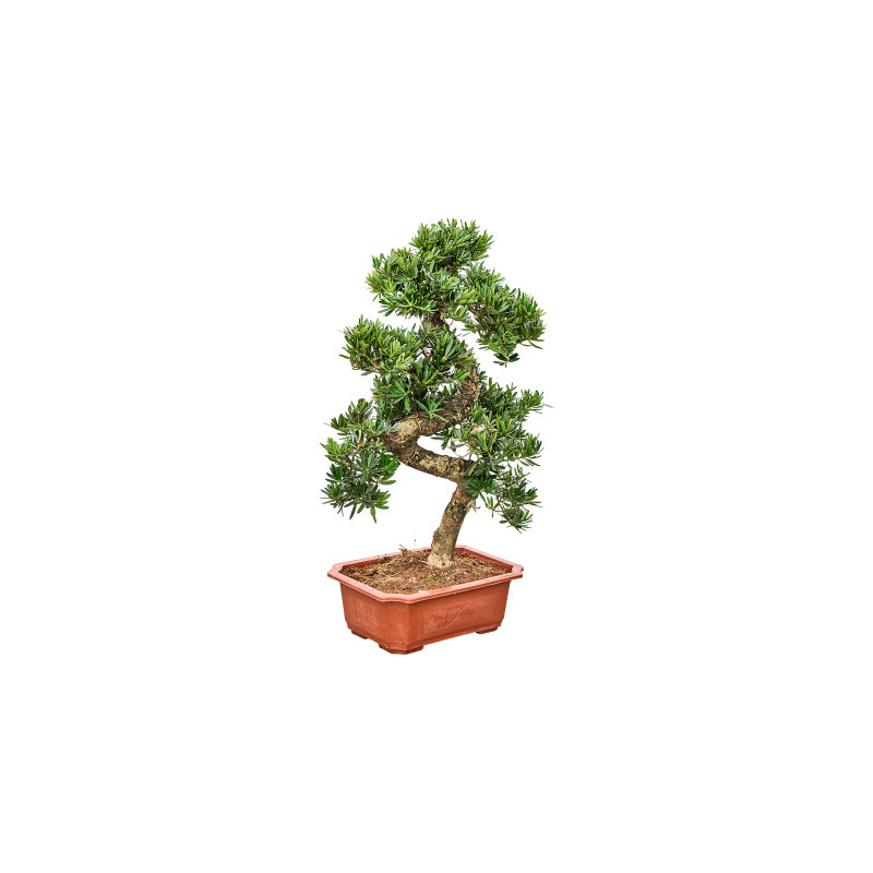 Podocarpus macrophyllus - bonsai