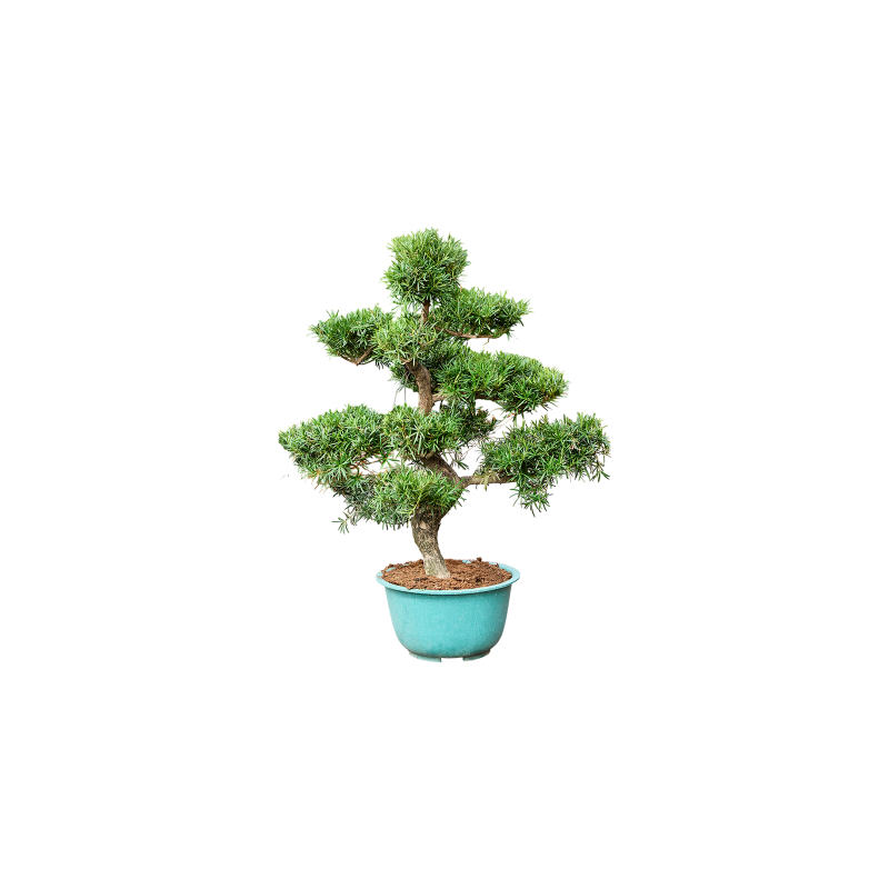 Podocarpus macrophyllus - bonsai