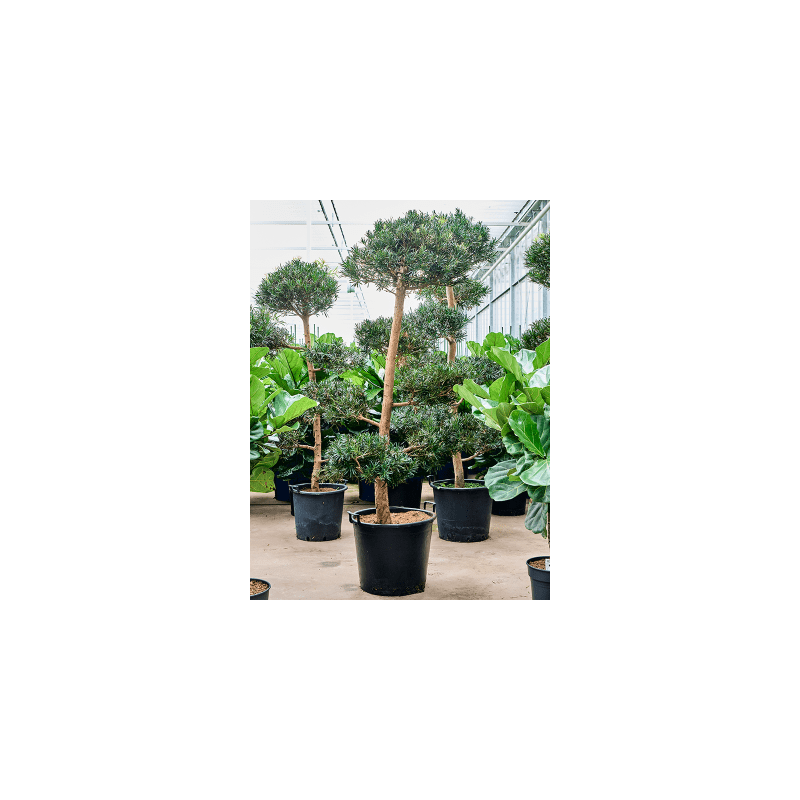 Podocarpus Macrophyllus multibol