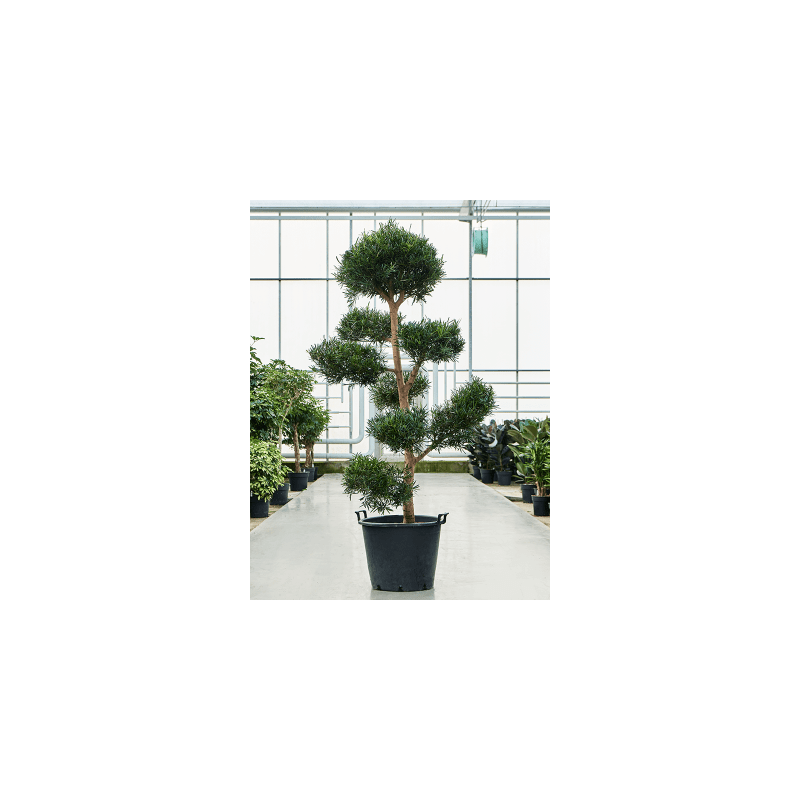 Podocarpus Macrophyllus multibol