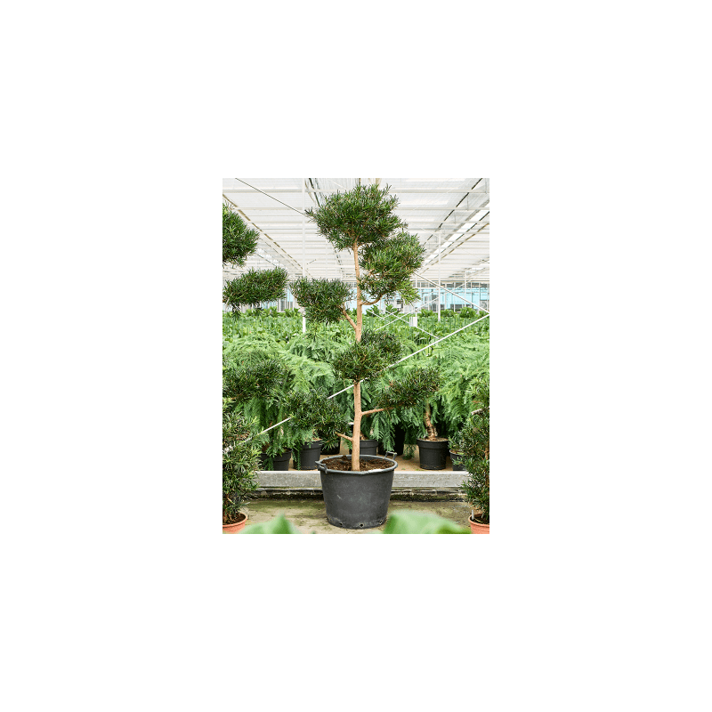 Podocarpus Macrophyllus multibol