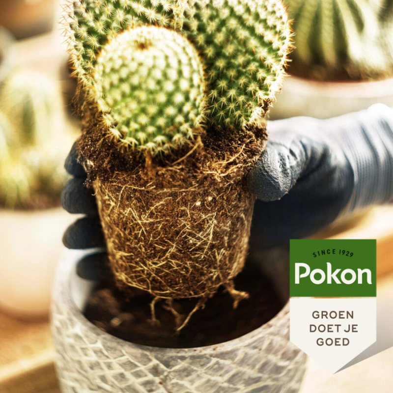 Cactus potgrond 5L