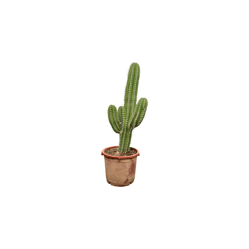 Polaskia chichipe