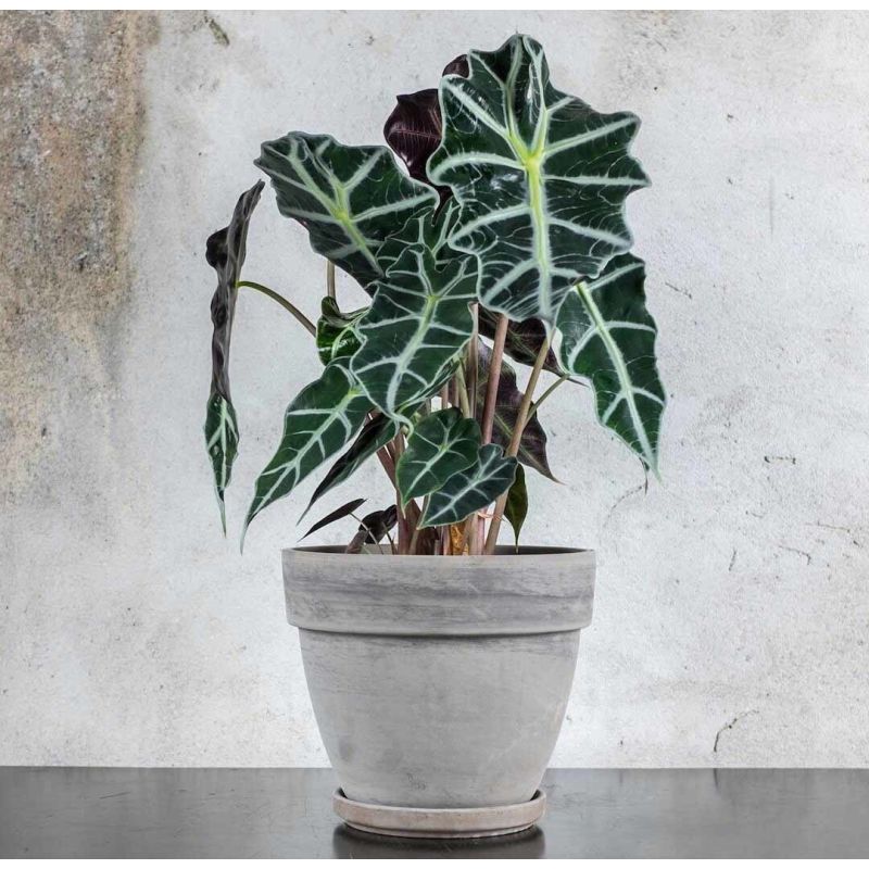 Alocasia Polly